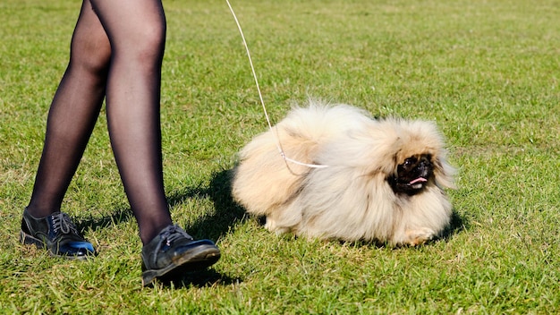 Beautiful Pekingese on a walk runs next to the dog owner