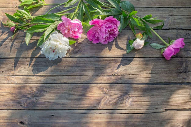 Beautiful peonies on old dark wooden background in sunlight