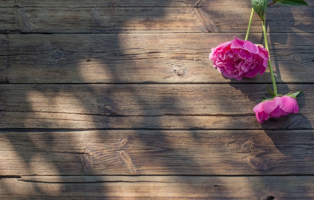 Beautiful peonies on old dark wooden background in sunlight