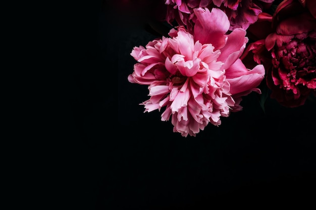 Beautiful peony on black Floral background Soft focus copy space