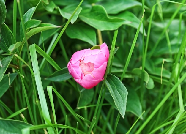 Beautiful peony flower in garden closeup