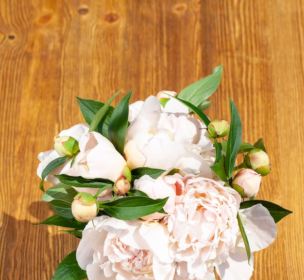 Beautiful peony flowers during flowering