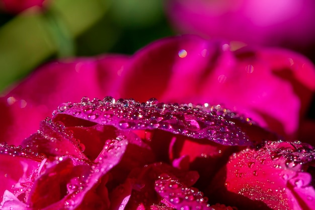 Beautiful peony flowers during flowering