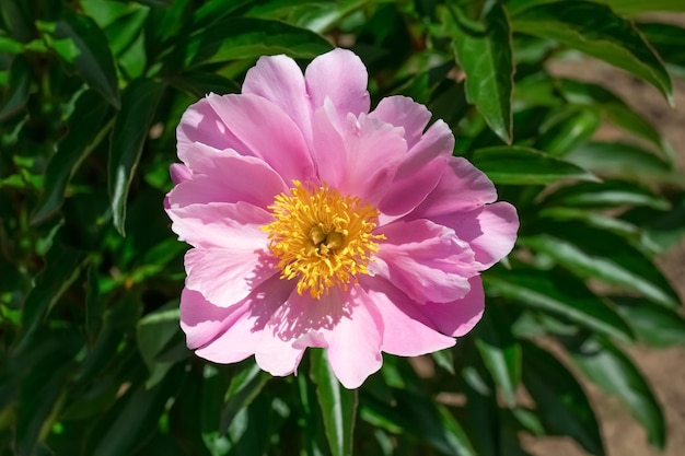 Beautiful peony on a green background of bushes