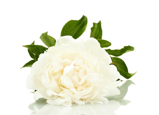 Beautiful peony isolated on white