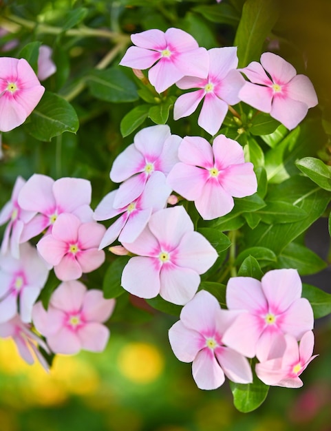 Beautiful Periwinkle flower isolated in garden