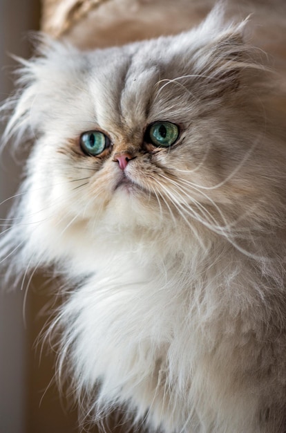 Beautiful Persian cat with white fur and gree-blue eyes