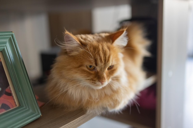 Beautiful pet cat sitting on table at home looking at camera. Relaxing fluffy hairy striped domestic animal.