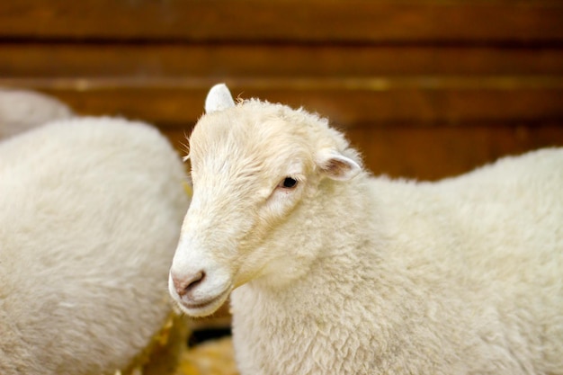 Beautiful pet lamb on the farm