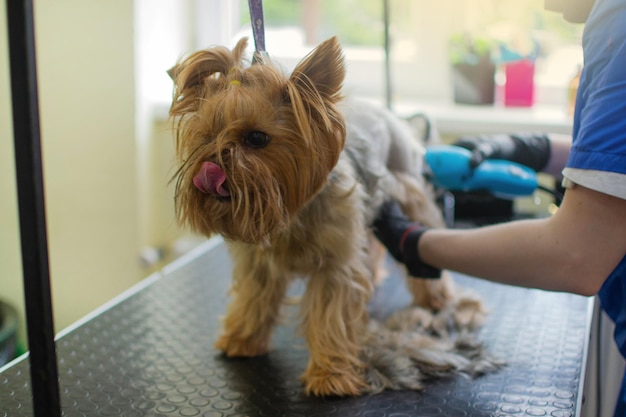 Beautiful pet yorkshire terrier calmly going through hair cutting in grooming salon Professional groomer carefully handle with dog Stock photo