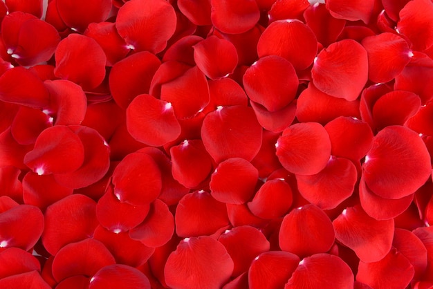 Beautiful petals of red roses close-up