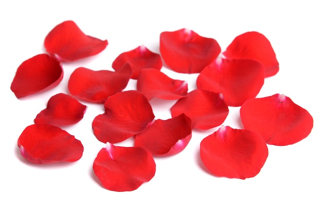 Beautiful petals of red roses isolated on white