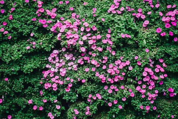 Beautiful petunia flowers in the garden in Spring time