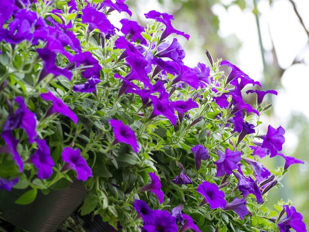 Beautiful petunia flowers in the garden in Spring time