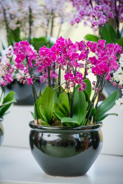 Beautiful Phalaenopsis orchid flowers