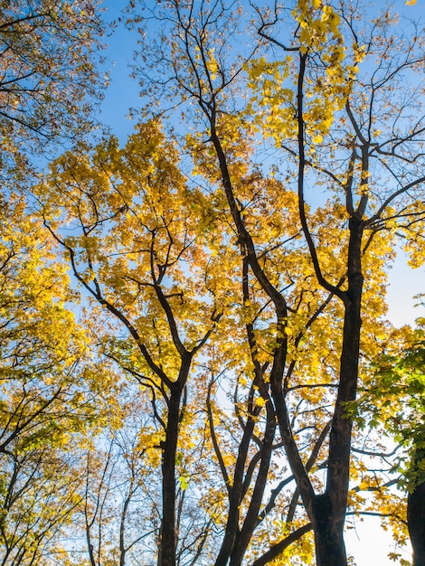 Beautiful photo of autumn trees covered in yellow and red leaves in forest against bright blue sky