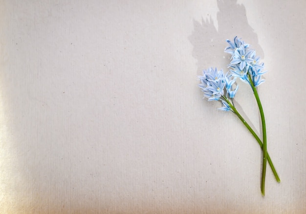 Beautiful photo greeting with two small blue flowers on green stalks on a background of white paper with copy space