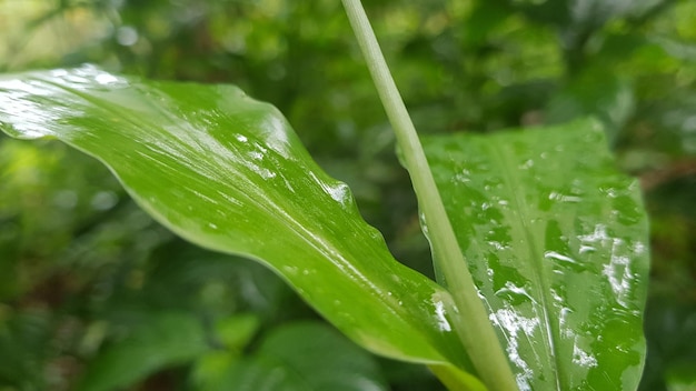 Beautiful photo of leaves, suitable for nature background, leaf texture