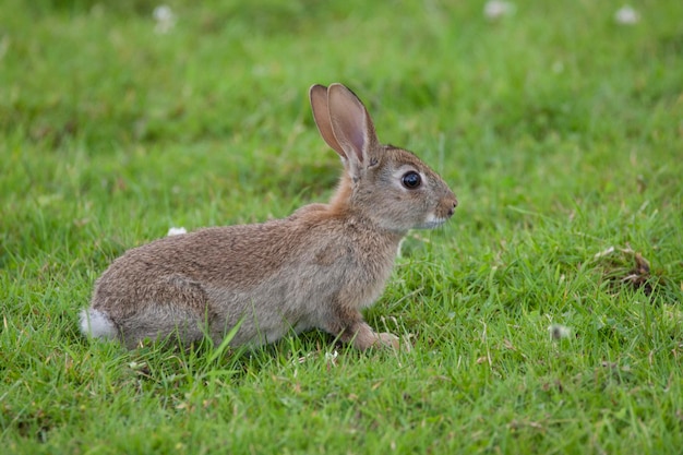 Beautiful photo of a rabbit on the grass ready to run