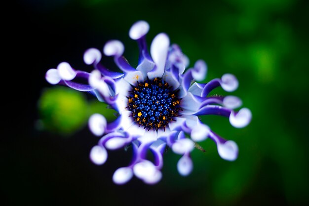 Beautiful photography of purple flower