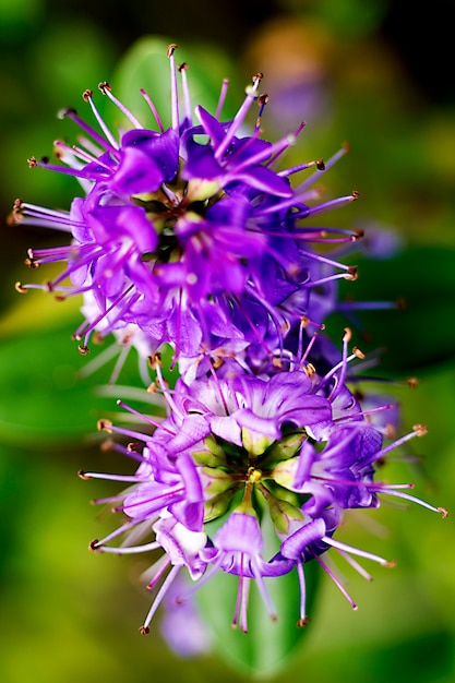 Beautiful photography of purple flower