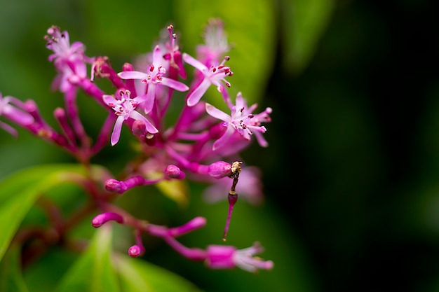 Beautiful photography of purple flower