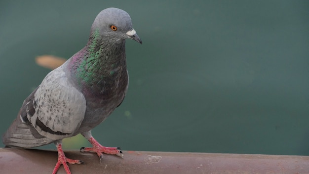 beautiful pigeon in the park