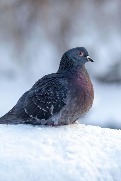 A beautiful pigeon sits on the snow in a city park in winter. Close-up of pigeons in winter