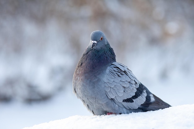 A beautiful pigeon sits on the snow in a city park in winter. Close-up of pigeons in winter