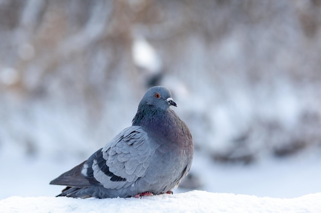 A beautiful pigeon sits on the snow in a city park in winter. Close-up of pigeons in winter