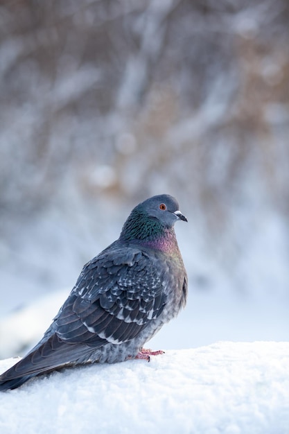 A beautiful pigeon sits on the snow in a city park in winter. Close-up of pigeons in winter