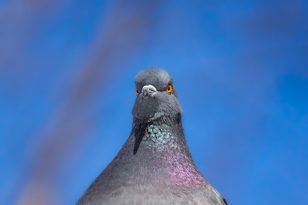 A beautiful pigeon sits on the snow in a city park in winter