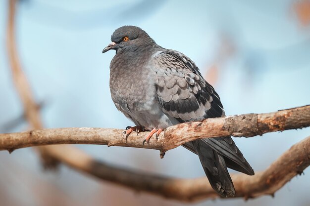 A beautiful pigeon sits on the snow in a city park in winterx9