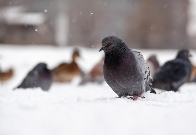 Beautiful pigeons sit in the snow in the city park in winter