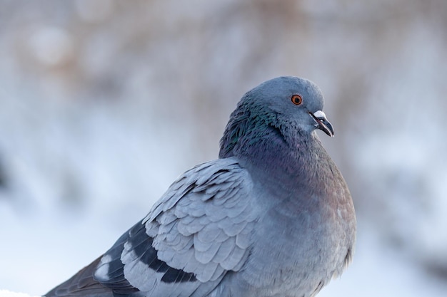 Beautiful pigeons sit in the snow in the city park in winter