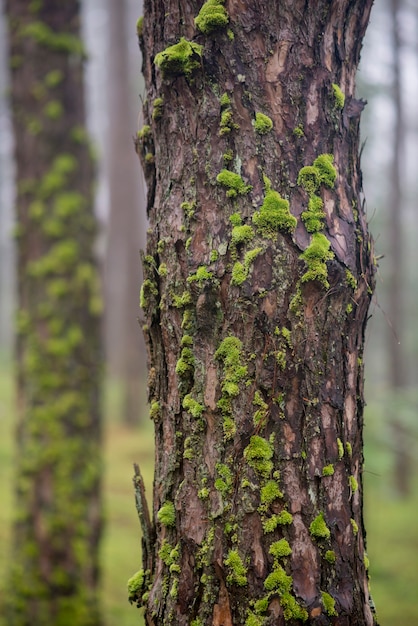 Beautiful Pine bark in pine forest with moss