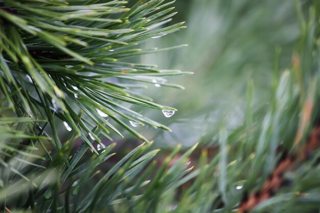 Beautiful pine tree branches