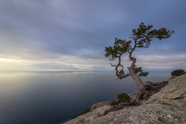 Beautiful pine tree on sea shore at colorful pink sunrise. Novyi Svit, Crimea, Russia