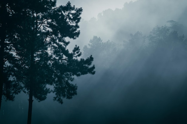 Beautiful pine trees on background high mountains