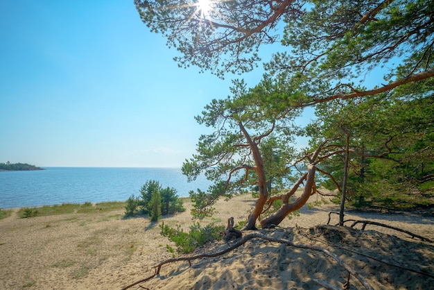 Beautiful pine trees on the sandy shore of the lake