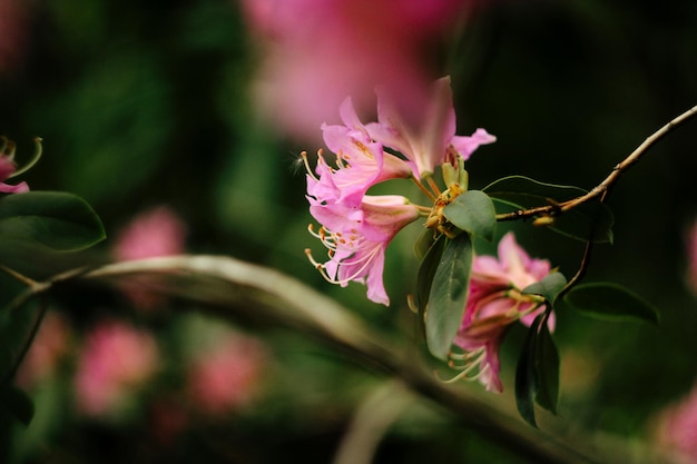 Beautiful pink azalea flowers in sunny botanical gardens