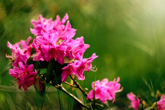 Beautiful pink azalea flowers in sunny botanical gardens