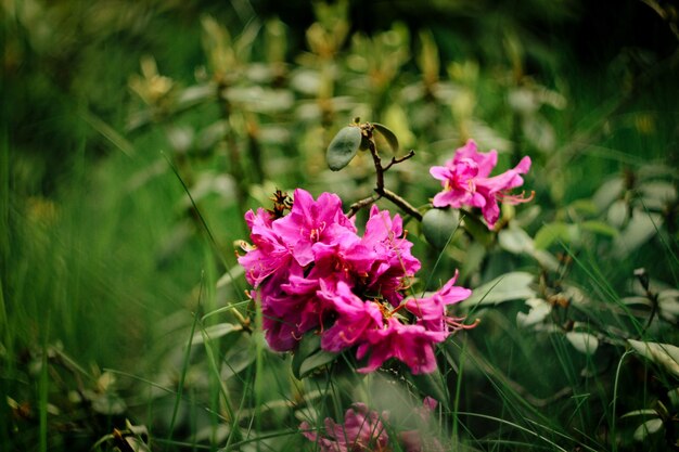 Beautiful pink azalea flowers in sunny botanical gardens