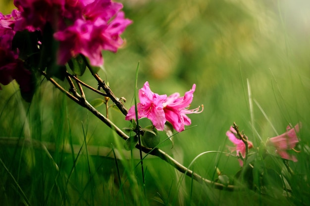 Beautiful pink azalea flowers in sunny botanical gardens