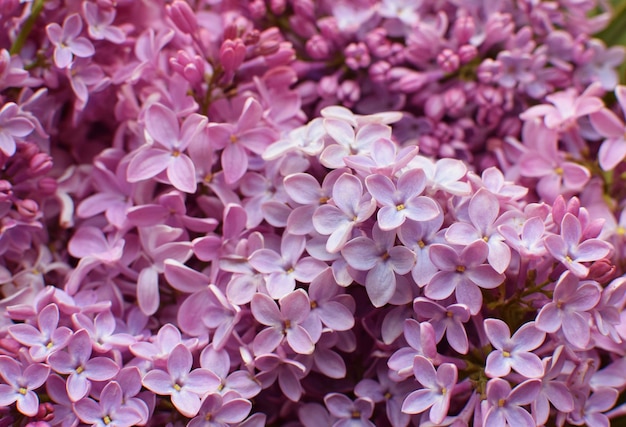 Beautiful pink background from lilac flowers closeup Spring flowers of lilac