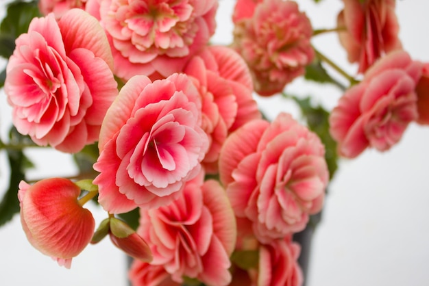 Beautiful pink begonia with blurry background