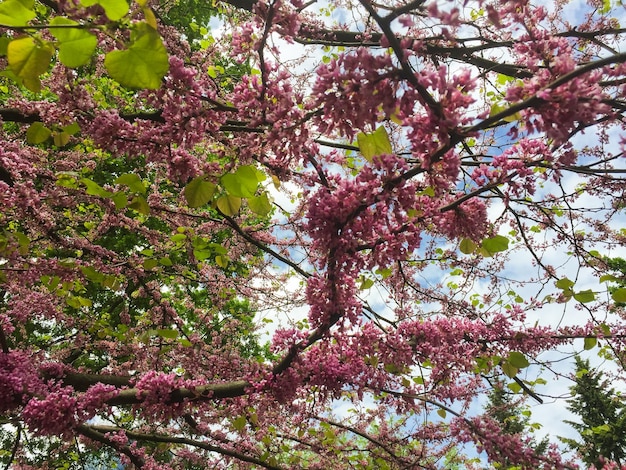 Beautiful pink blooming tree in the garden Closeup Nature background