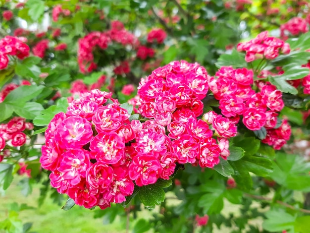 Beautiful pink blossom of hawthorn at spring