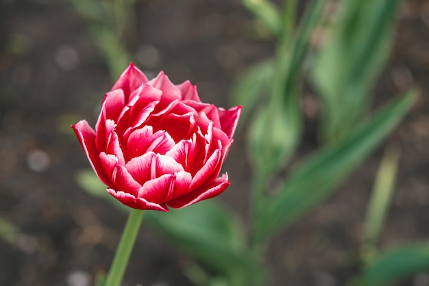 Beautiful pink blossom tulip on green close up with copy space. Detailed picturesque image of magenta blooming flower in greenfield on sunlight in macro.