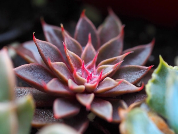 Beautiful pink and burgundy succulent close-up horizontal background texture image, blurred, soft focus, copy space